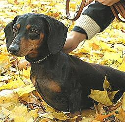 Макс